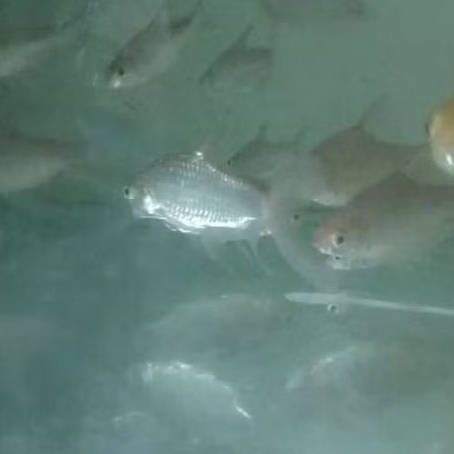 KAVIAT HIJAU ALAM UKURAN 8-12 CM