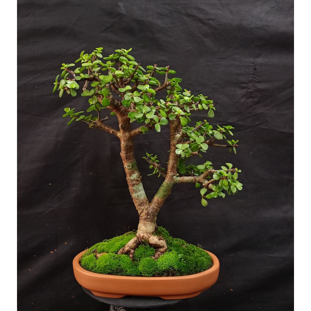 portulacaria afra