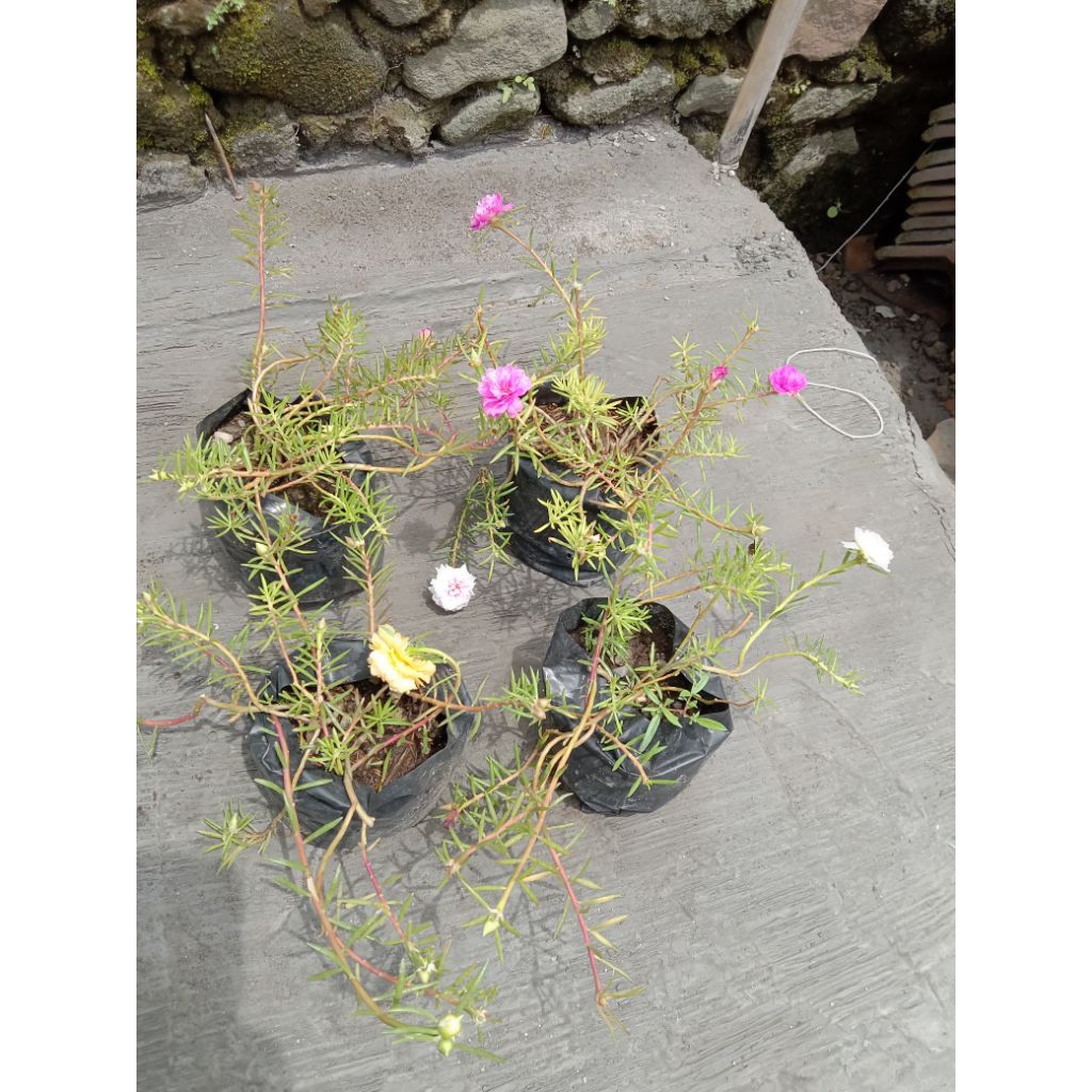 krokot tumpuk import warna mix 10 ribu dapat 4 polibag