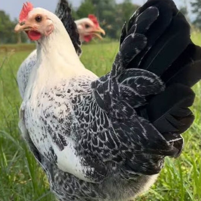 Ayam Arab Petelur Betina