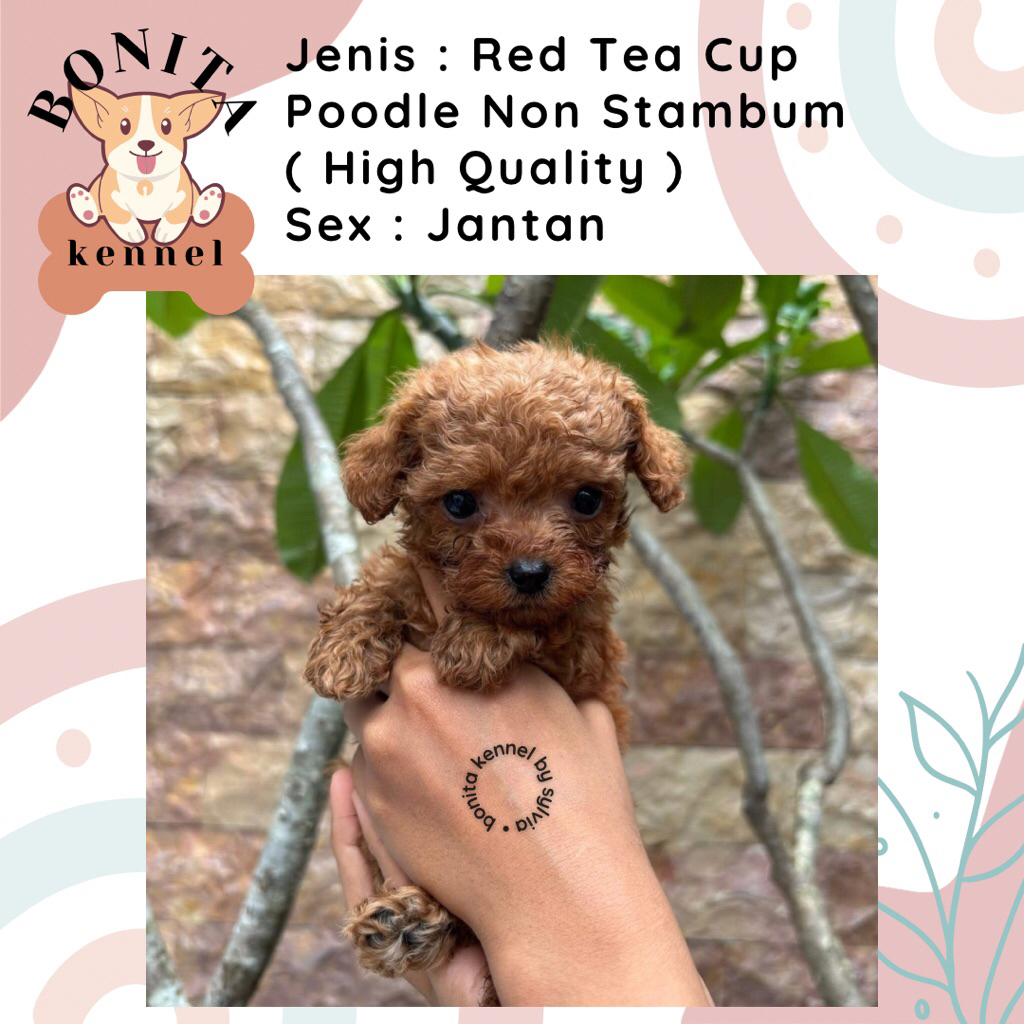 Apricot Fawn Tiny Poodle Non Stambum Anak Anjing Poodle Jantan Betina
