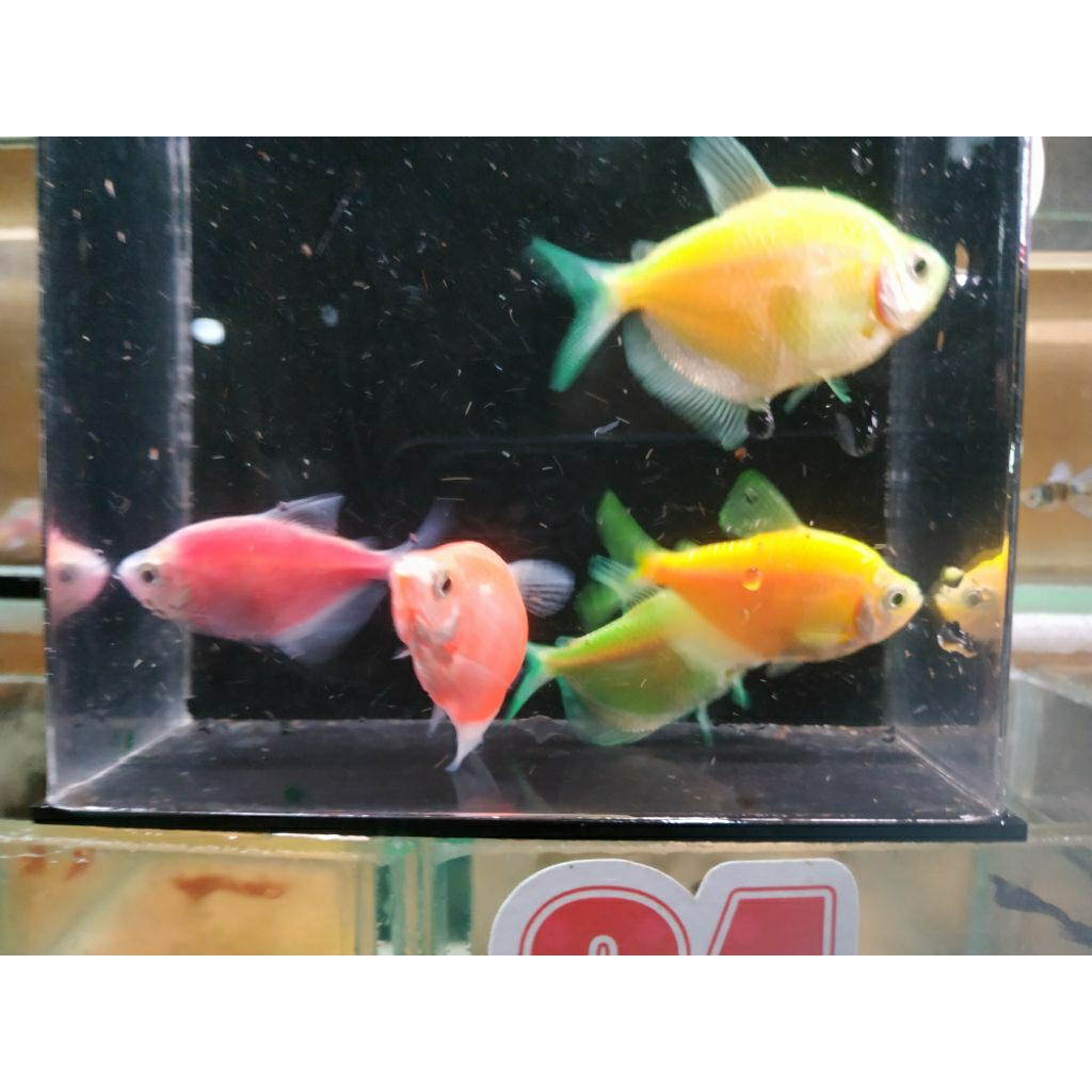 Ikan Hias Tetra Glowfish Warna-Warni 25 Ekor - Akuarium Menawan