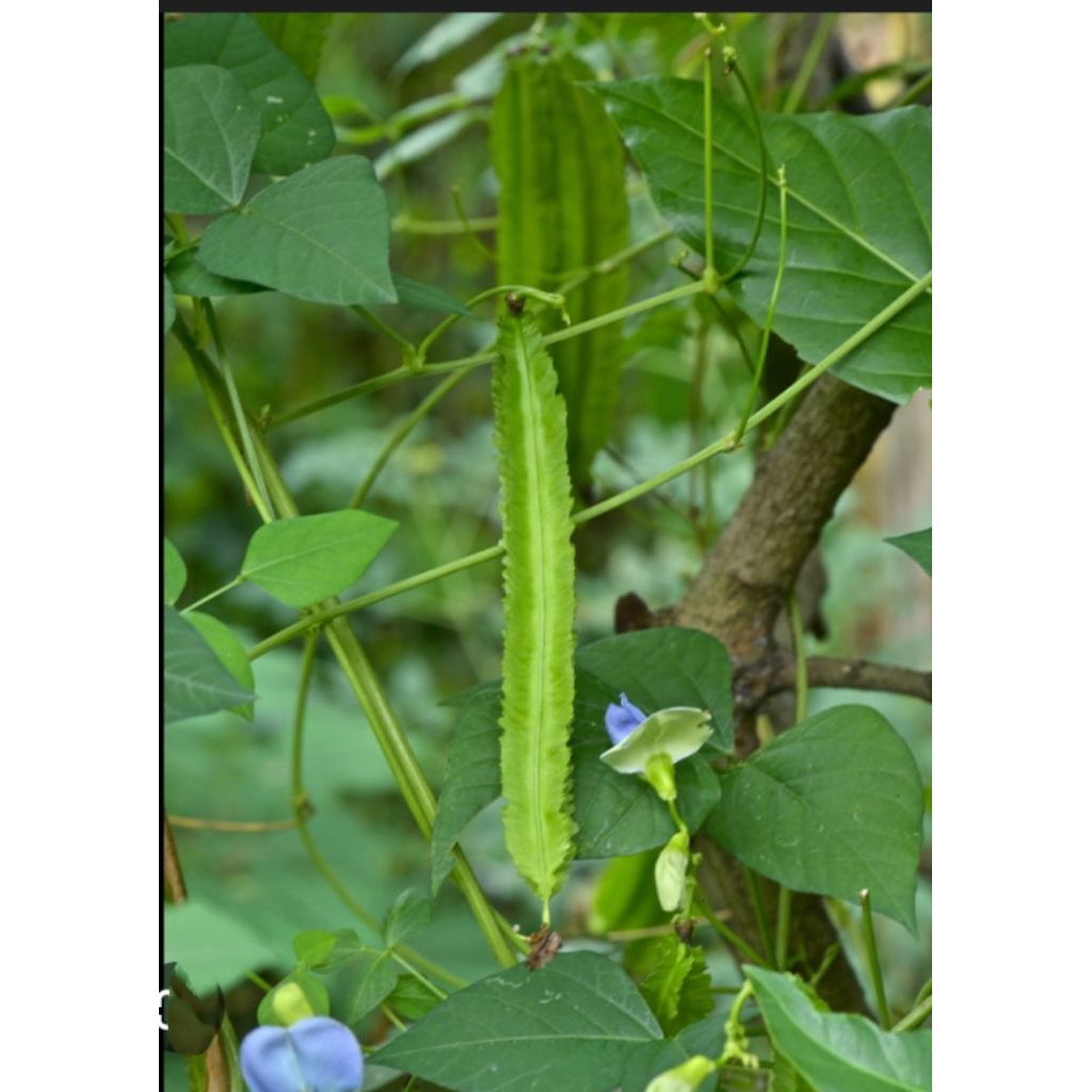 BIBIT KECIPIR , BIJI KECIPIR