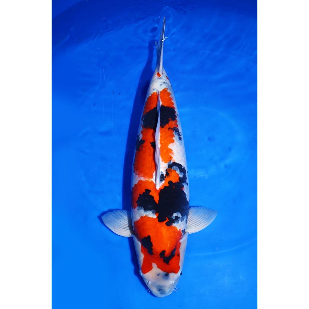 TKC Koi Import Showa Sakai Koi Farm Size 73 cm - Tropikal Koi