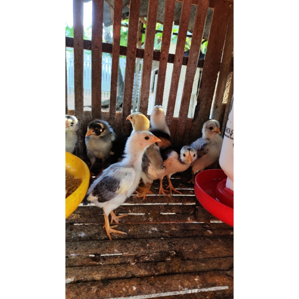 anakan ayam kampung isi 10 ekor