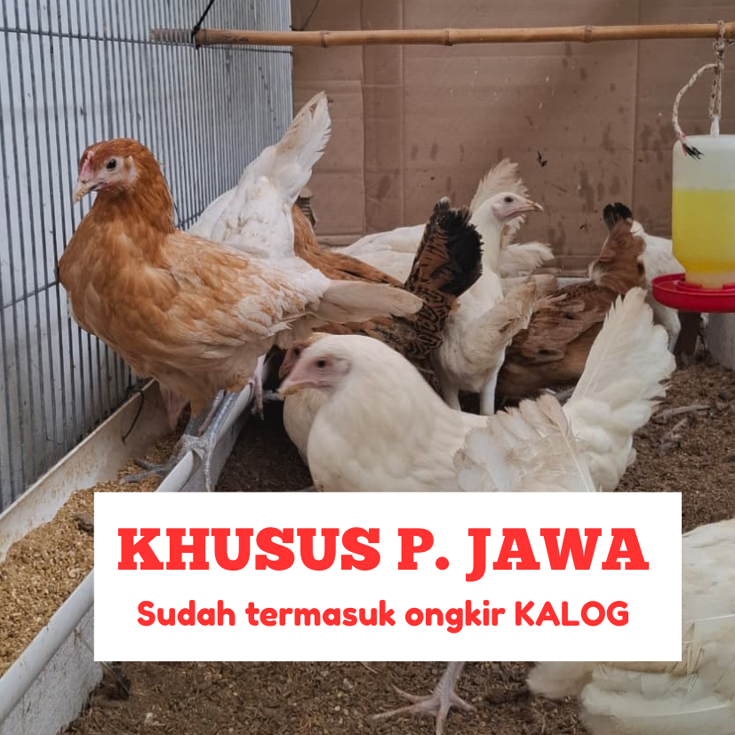 Paket Ayam 3 Elba Petelur Pullet Unggulan FaziFarm Usia 4 Bulan Siap Bertelur