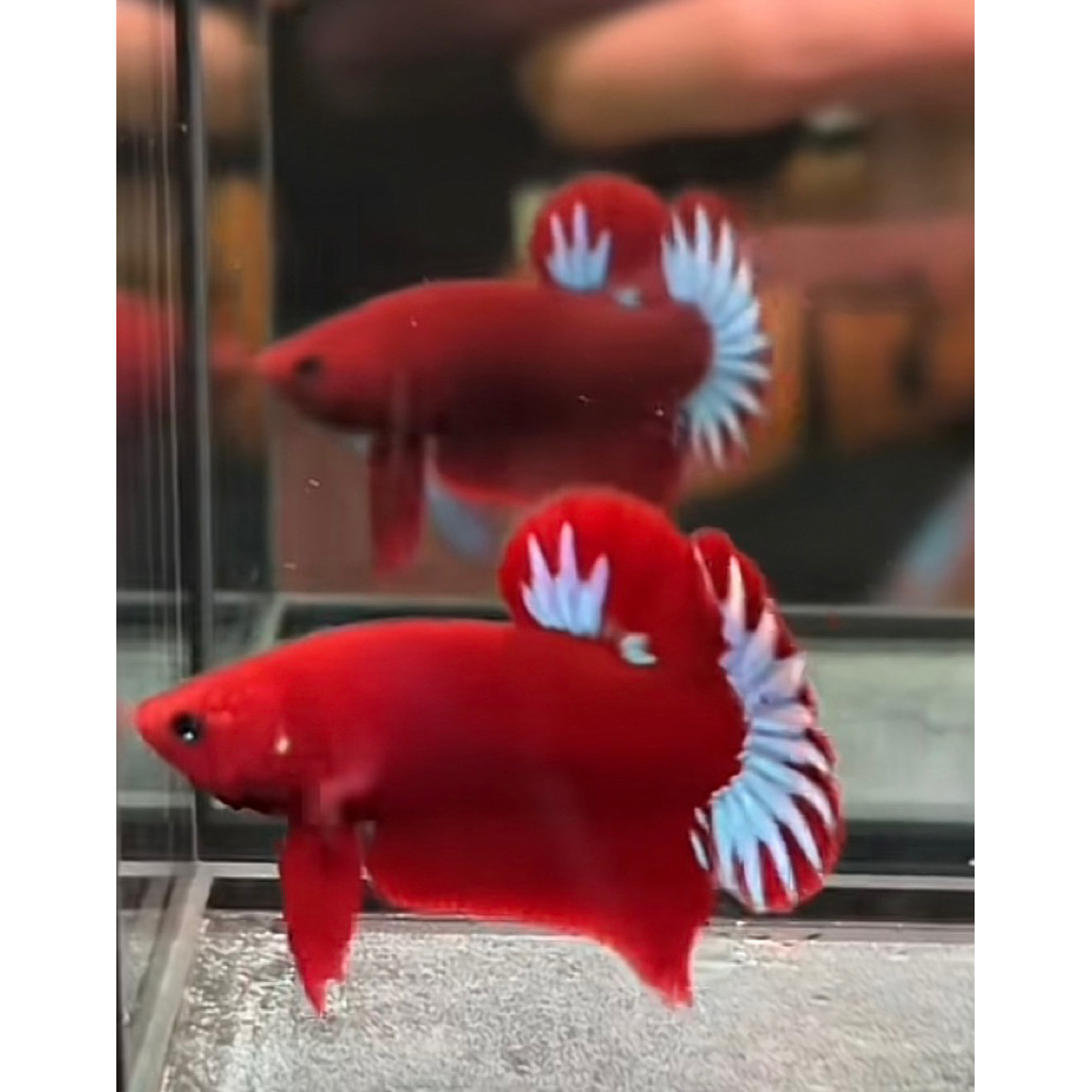 Cupang Plakat Hellboy