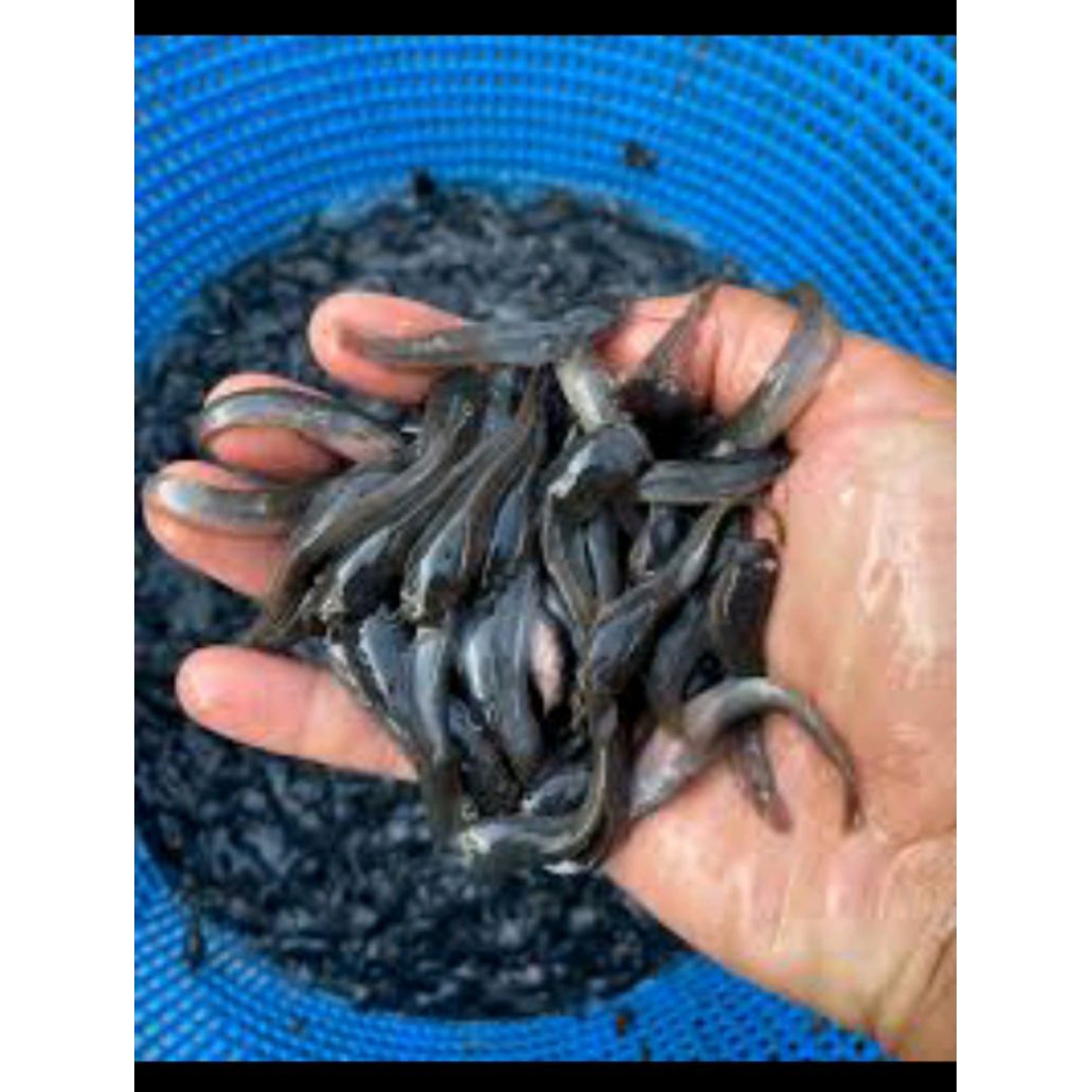 bibit ikan lele Sangkuriang isi 20 ukuran 6-7 cm.