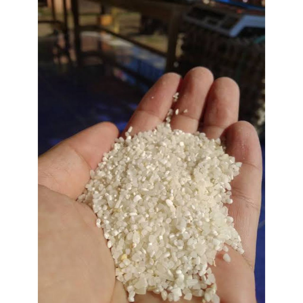 beras menir pecah pecah murah buat makan ayam