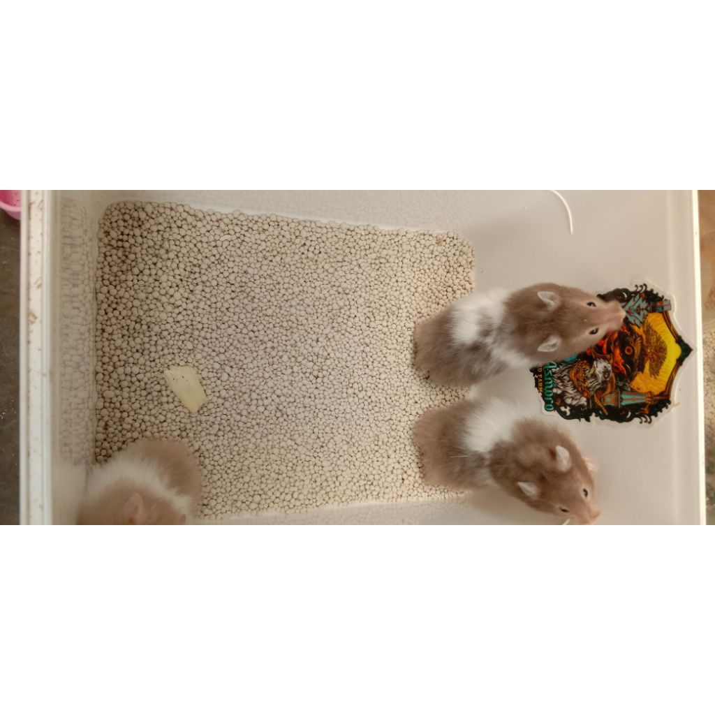 hamster Syiria long hair Dewasa