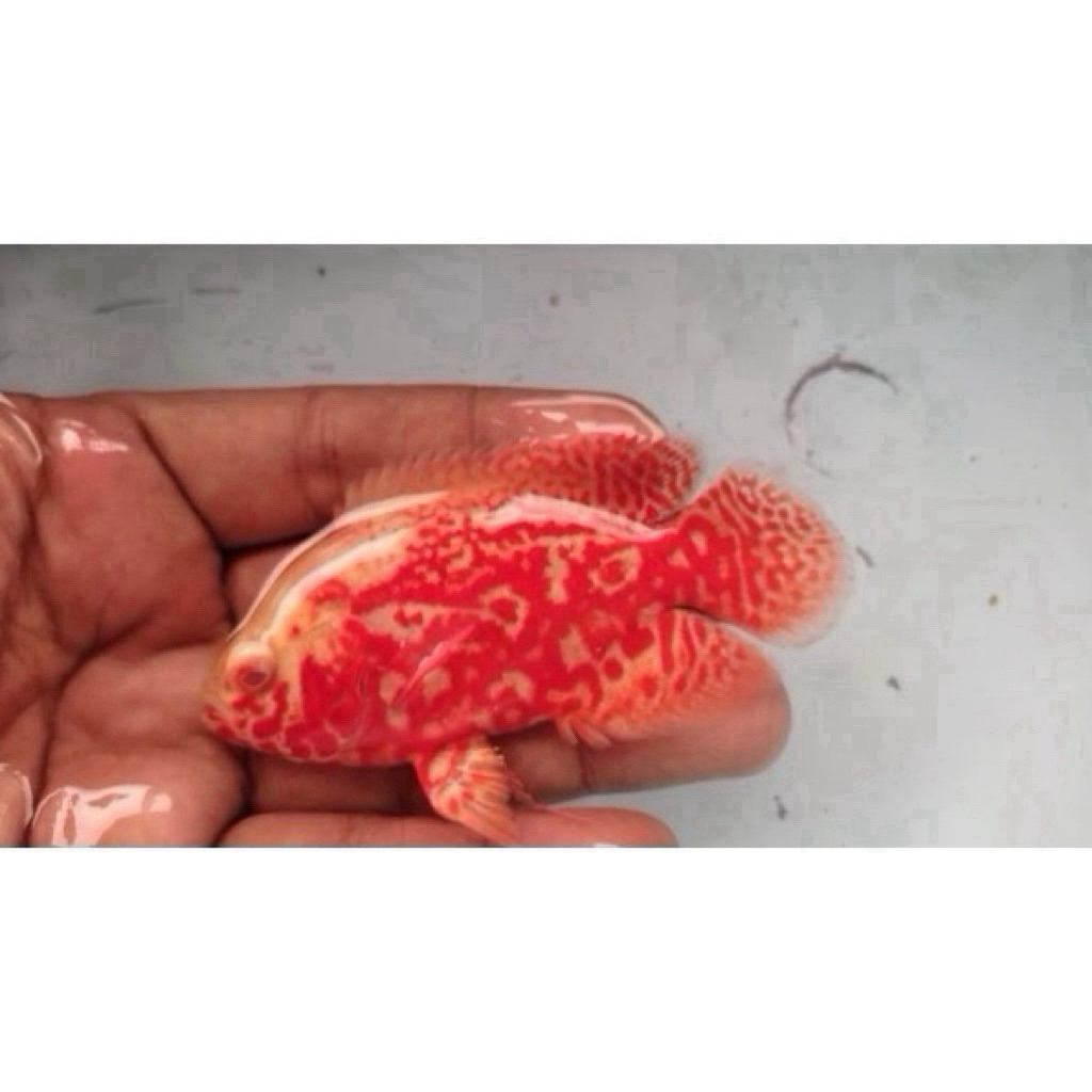 Oscar Tiger Albino Good Marking import Thailand 9-10cm high body grade A++