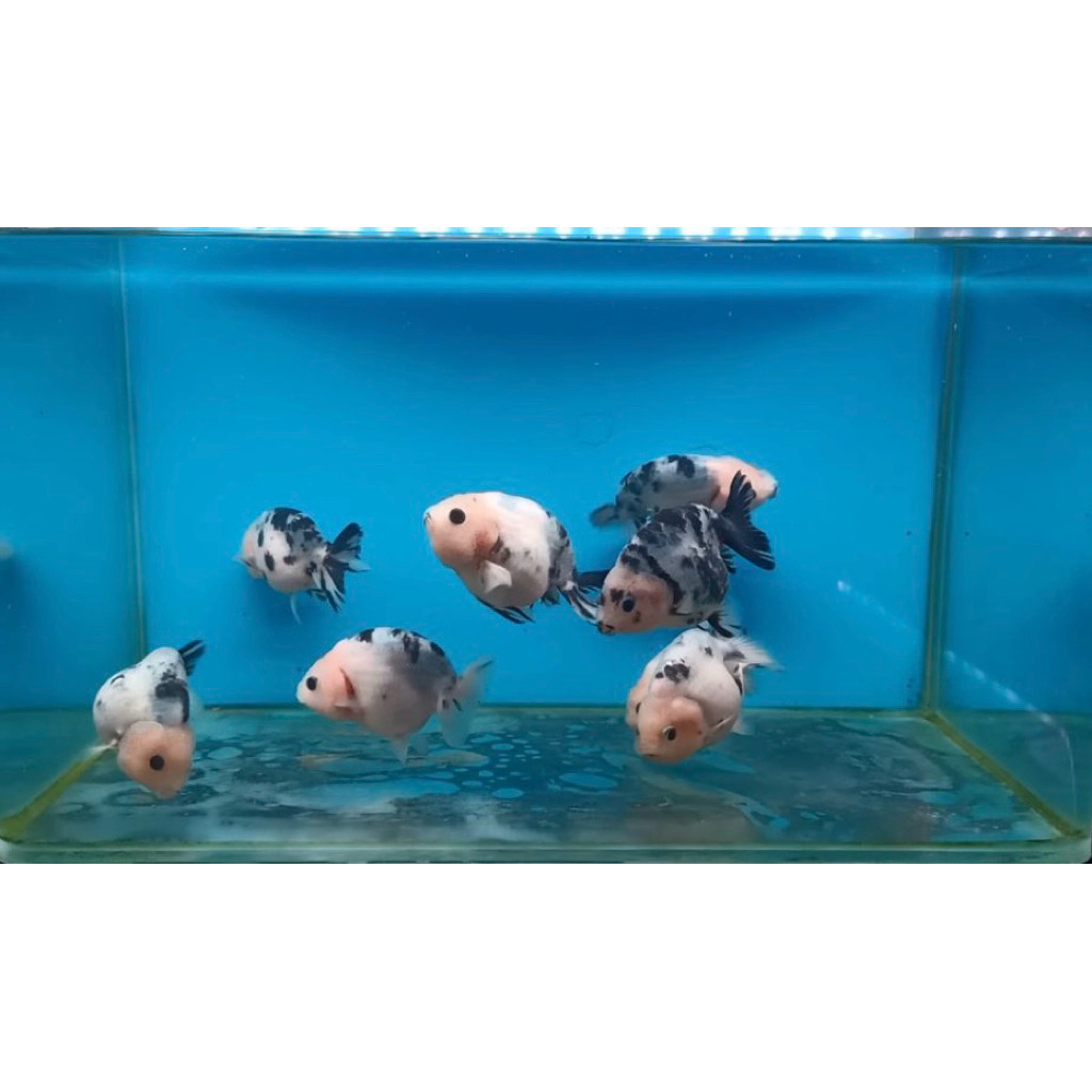 Ikan Koki Ranchu Sapi size 7cm