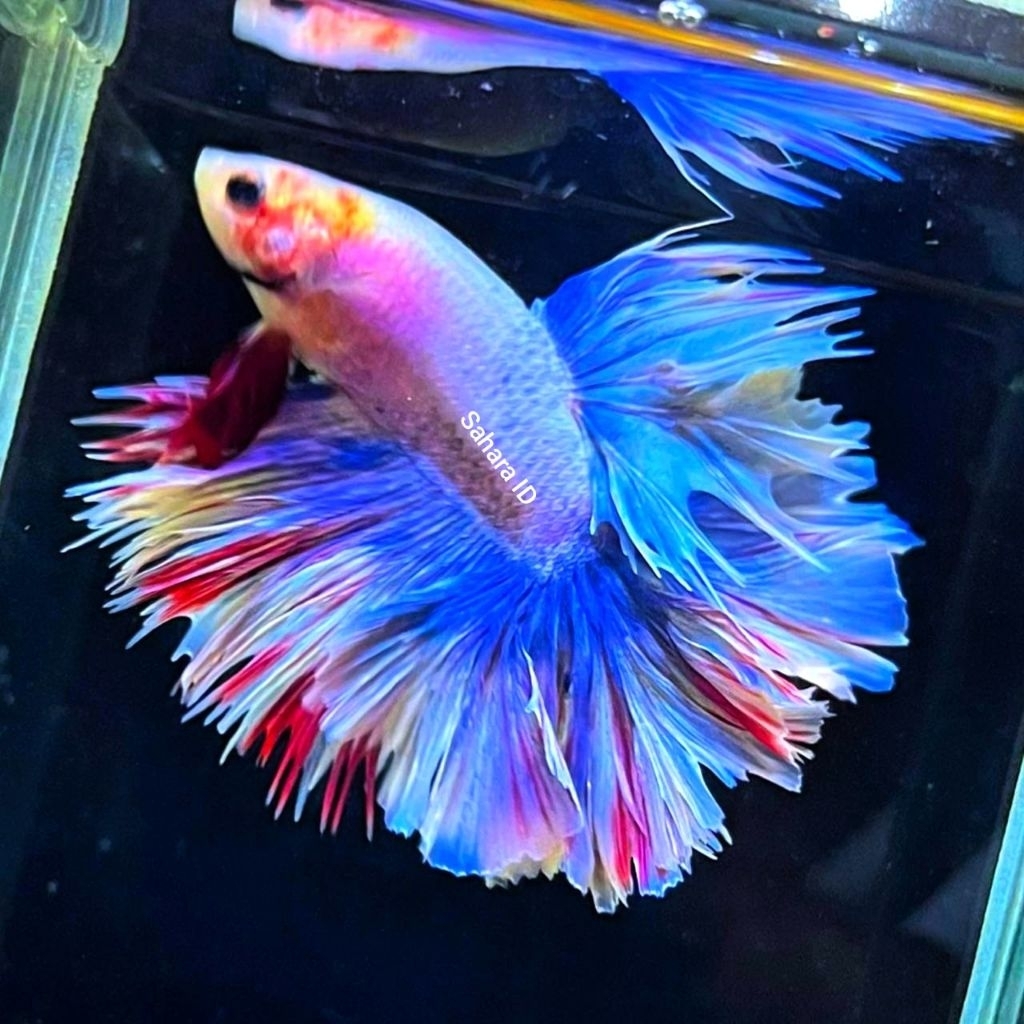 HALFMOUNTH MALE SIZE M GROSIR BERKUALITAS | CUPANG HALFMOON | IKAN CUPANG HALFMOON
