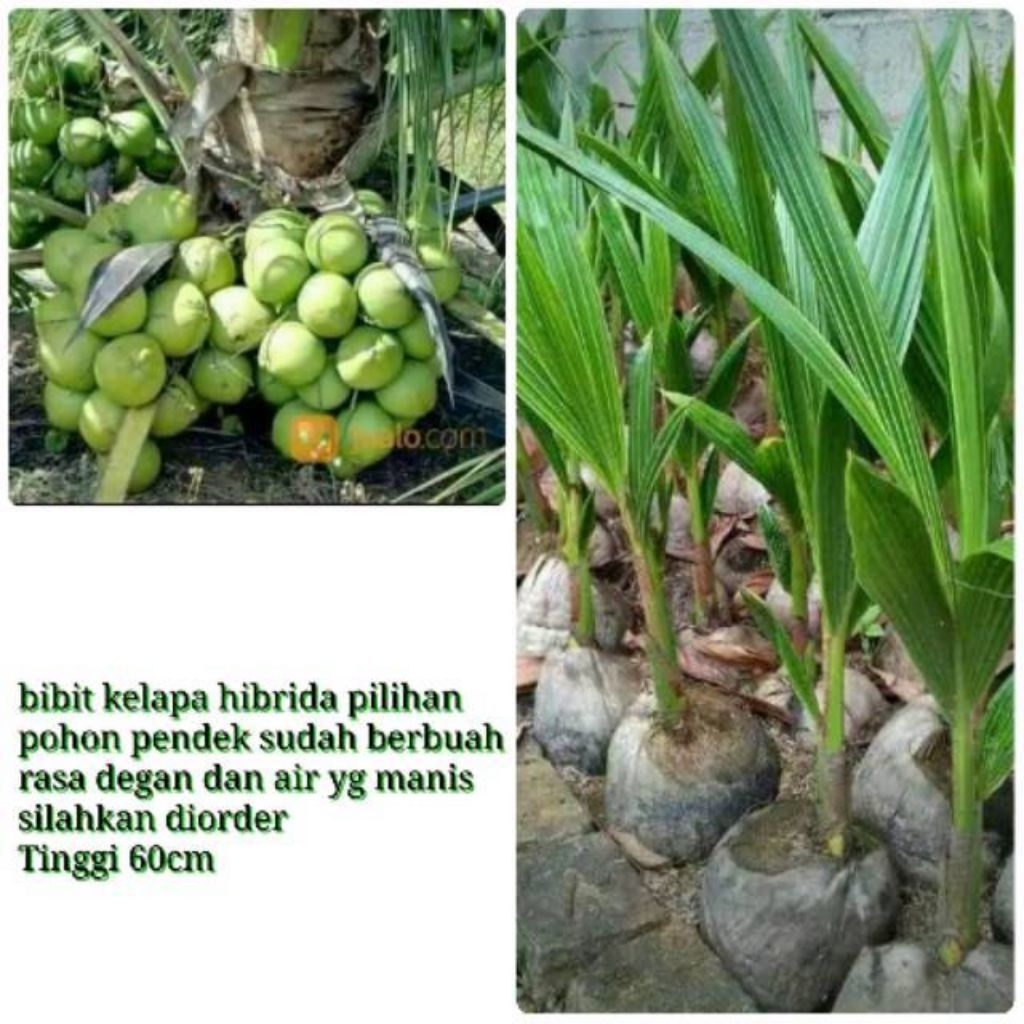 Bibit Kelapa Hijau Hibrida Unggul