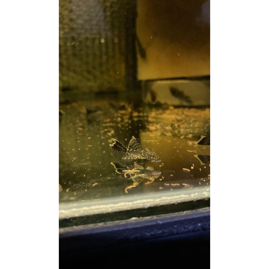 Sticker ikan brushmouth hitam slayer