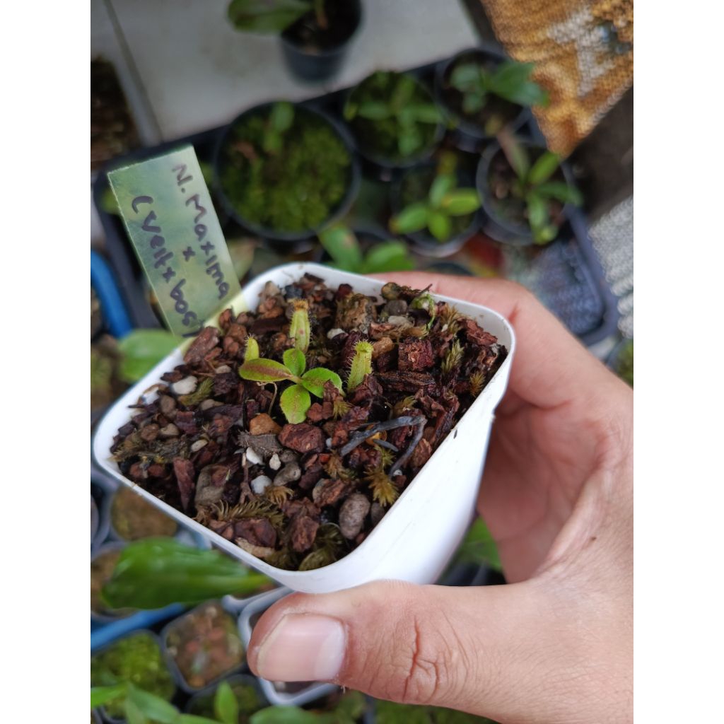 Nepenthes Maxima x (Veitchi x Boschiana)