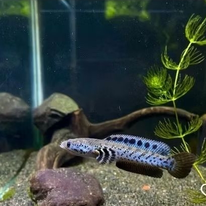 Channa Orna yellow lips