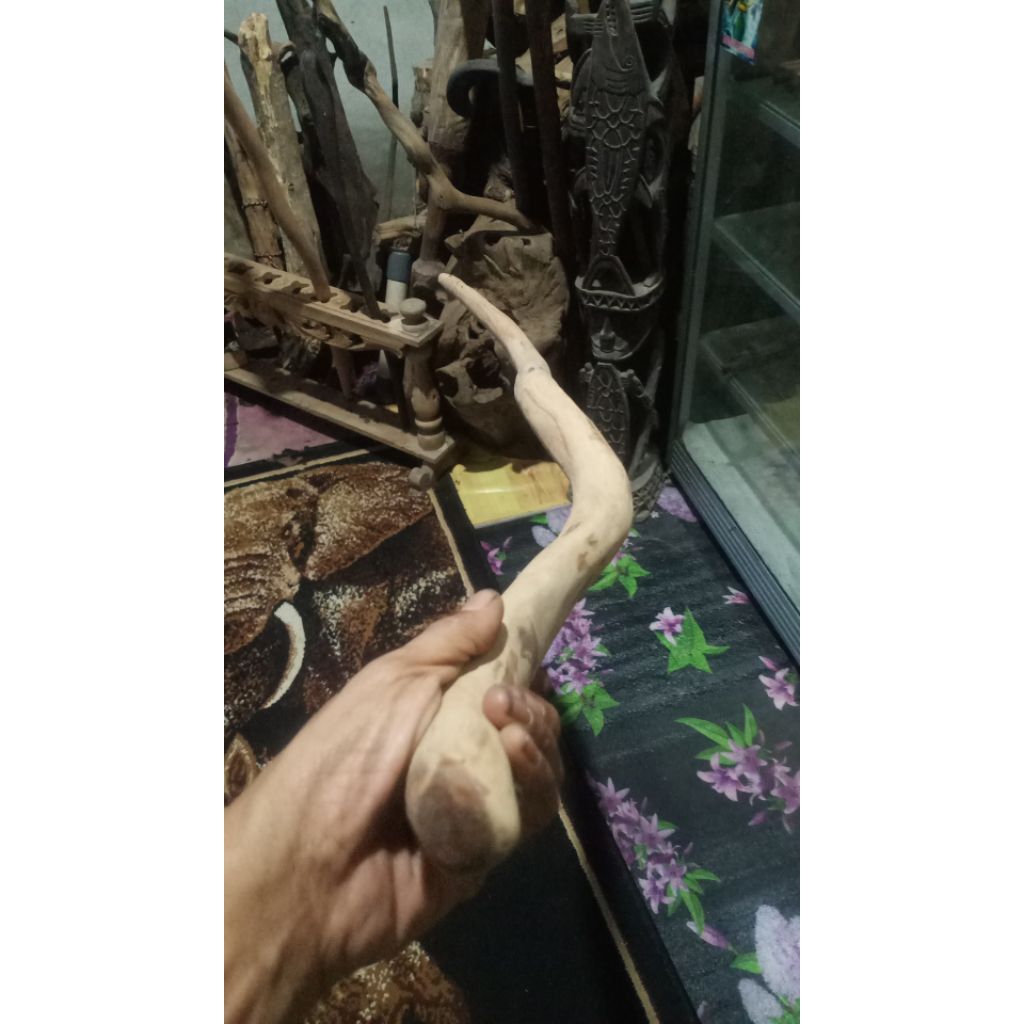 tongkat jalan akar bidara sidr