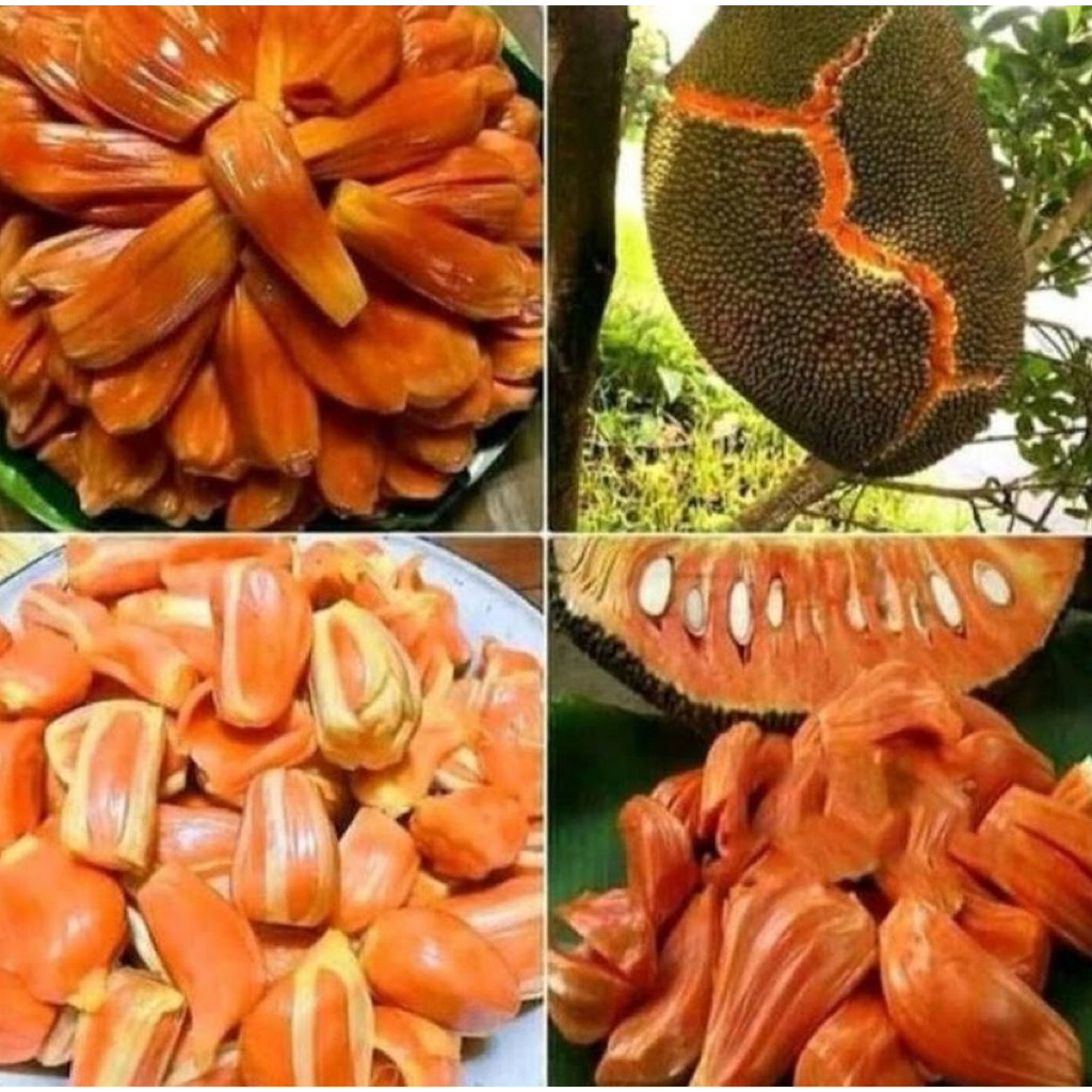 Tanaman Indukan nangka merah sudah pernah berbuah 2 meter