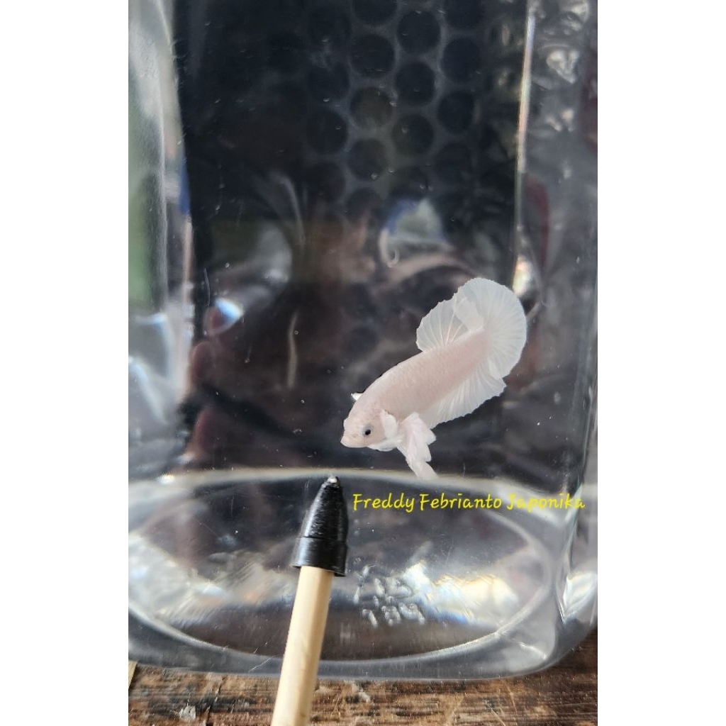 Ikan Cupang Dumbo Ear