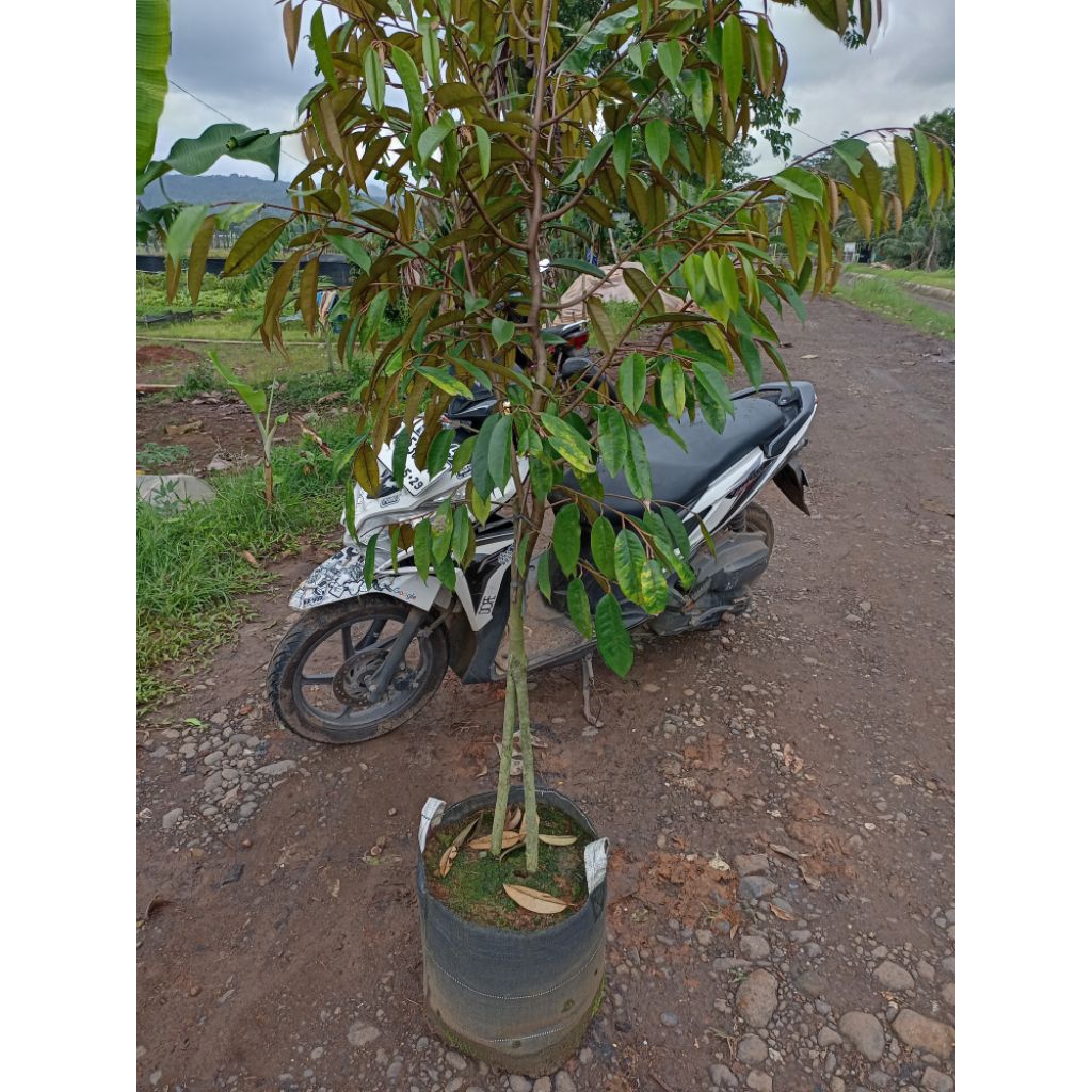 TANAMAN DURIAN KAKI 3 MUSANGKING / BAWOR / SUPER TEMBAGA / DURI HITAM / BIBIT DURIAN 150 CM KEATAS, 