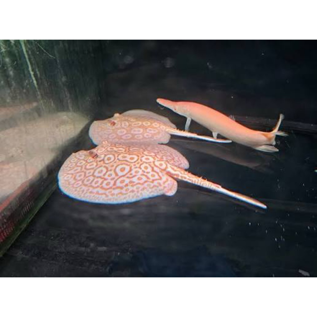 Pari Pearl Albino dimater 14-15cm