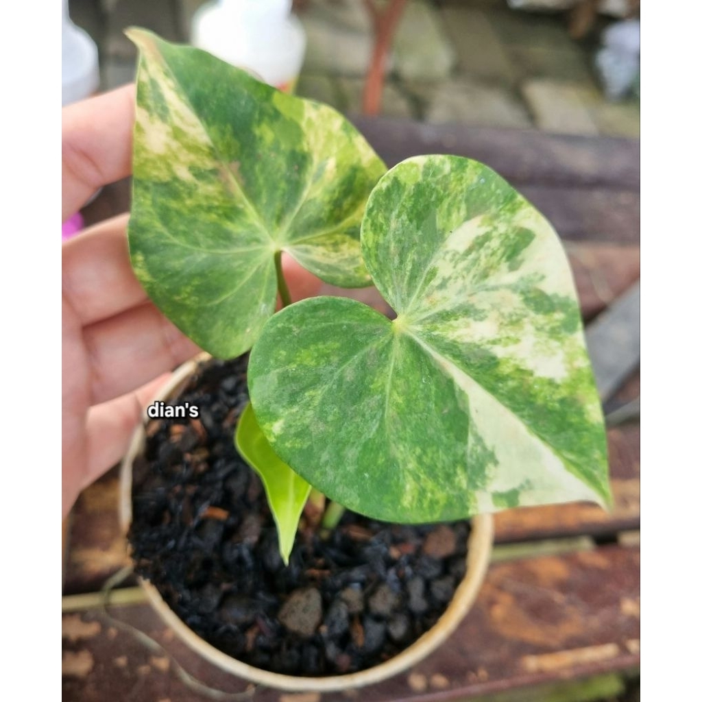 tanaman hias clarinervium variegata istimevvah 3daun