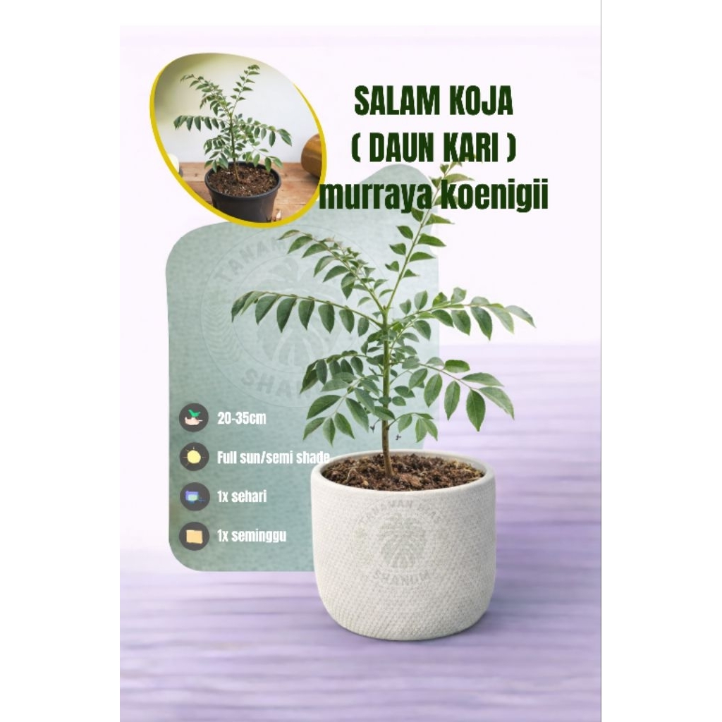 PROMO bibit pohon salam koja atau daun kari - bibit pohon daun kari - daun kari - pohon salam koja -