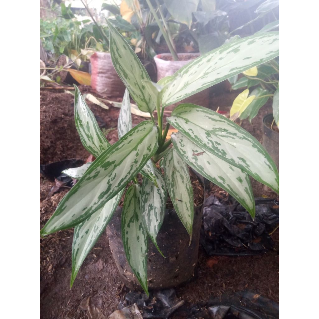 Aglaonema atau sri rejeki