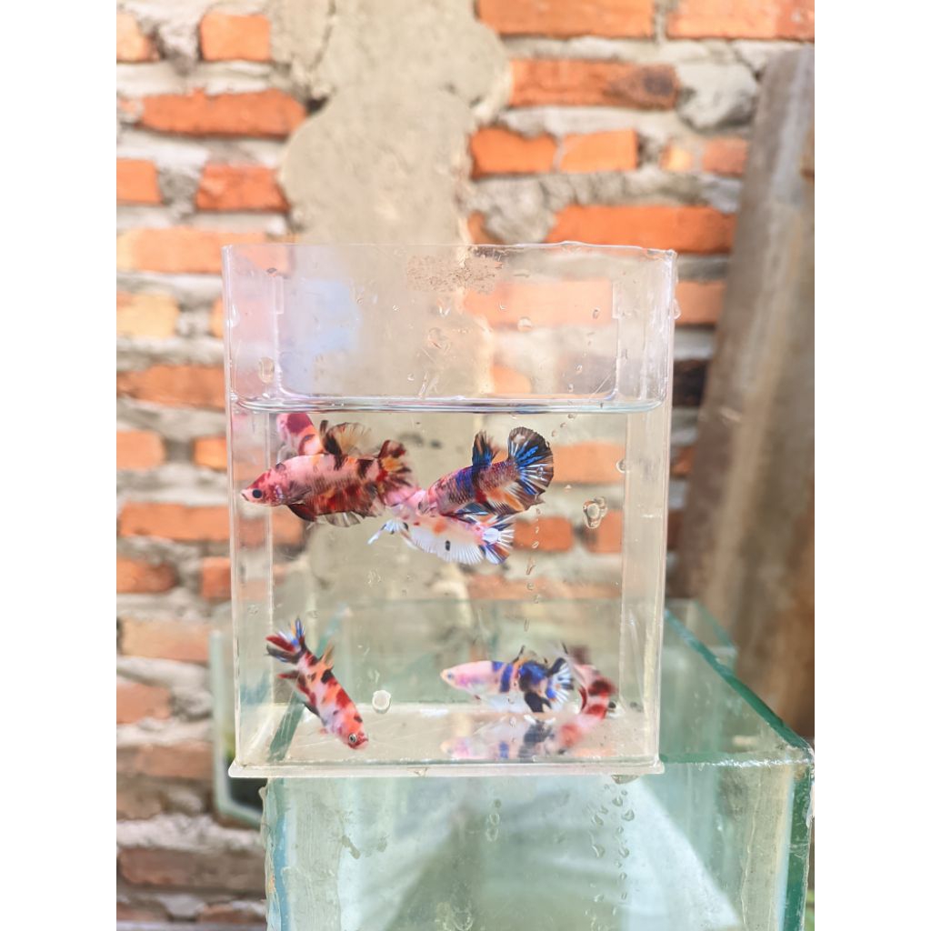 bahanan ikan cupang multicolor/avatar