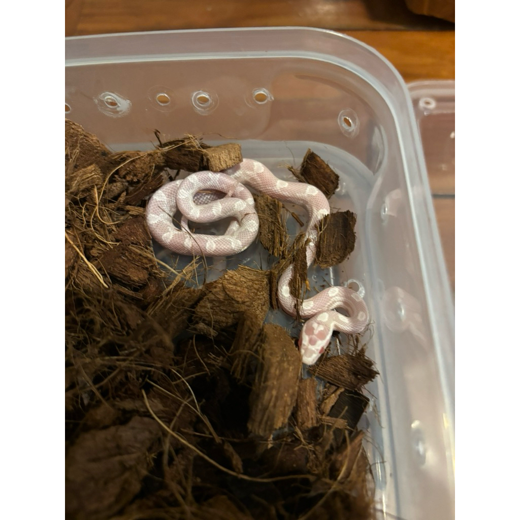 CORN SNAKE ALBINO SNOW MONTLEY HET HYPO (3 GEN)