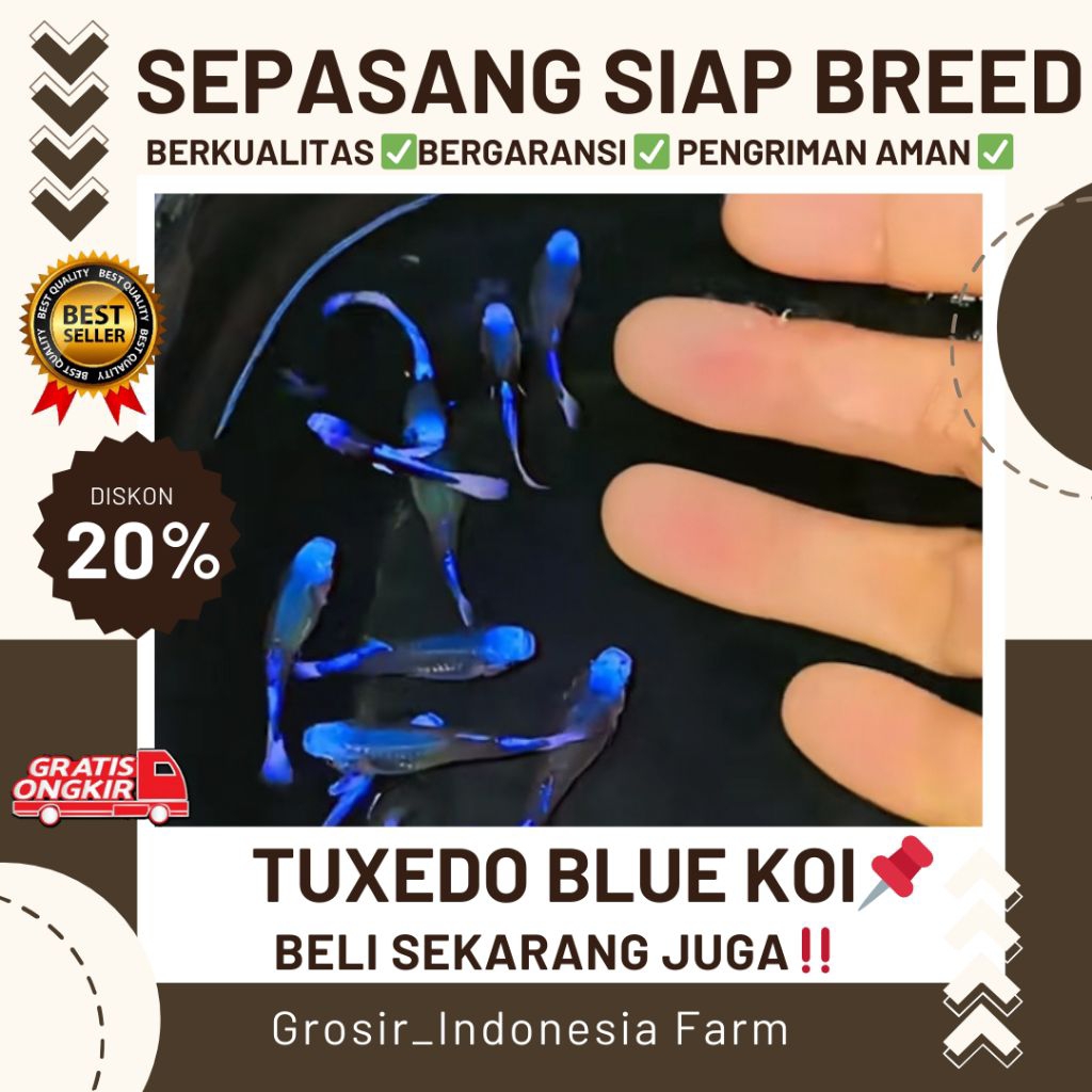 Extra Packing Kardus Gambar Tuxedo Blue Koi