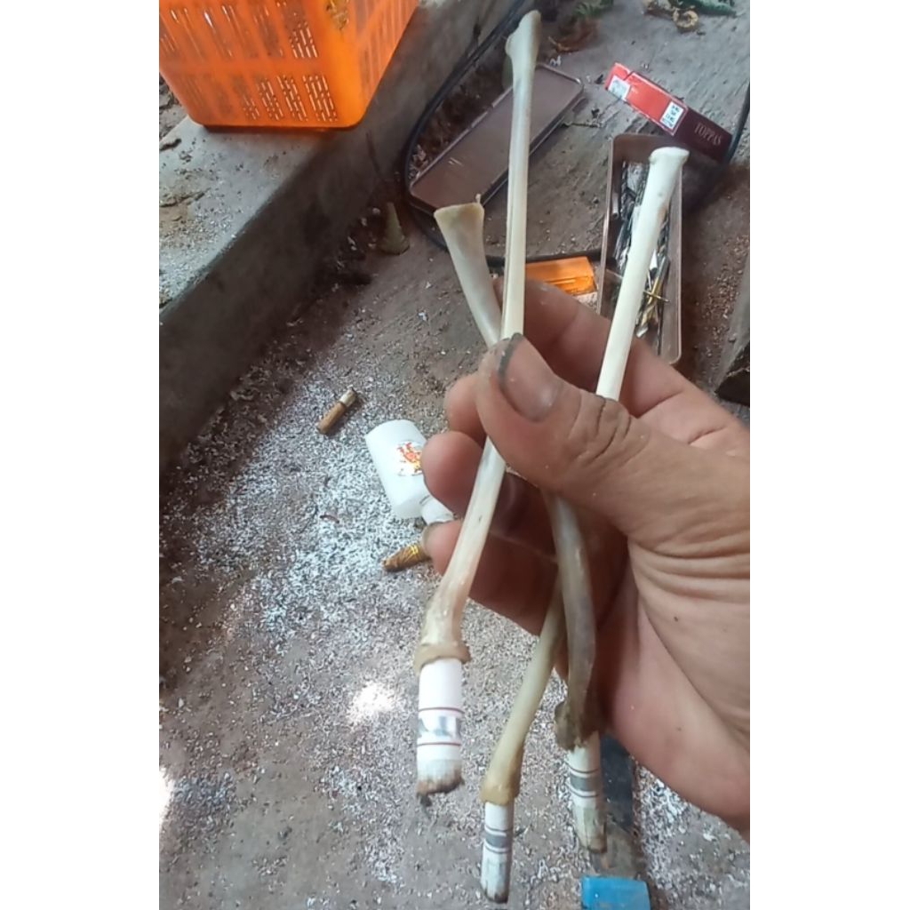 Tulang kalong original siap pakai