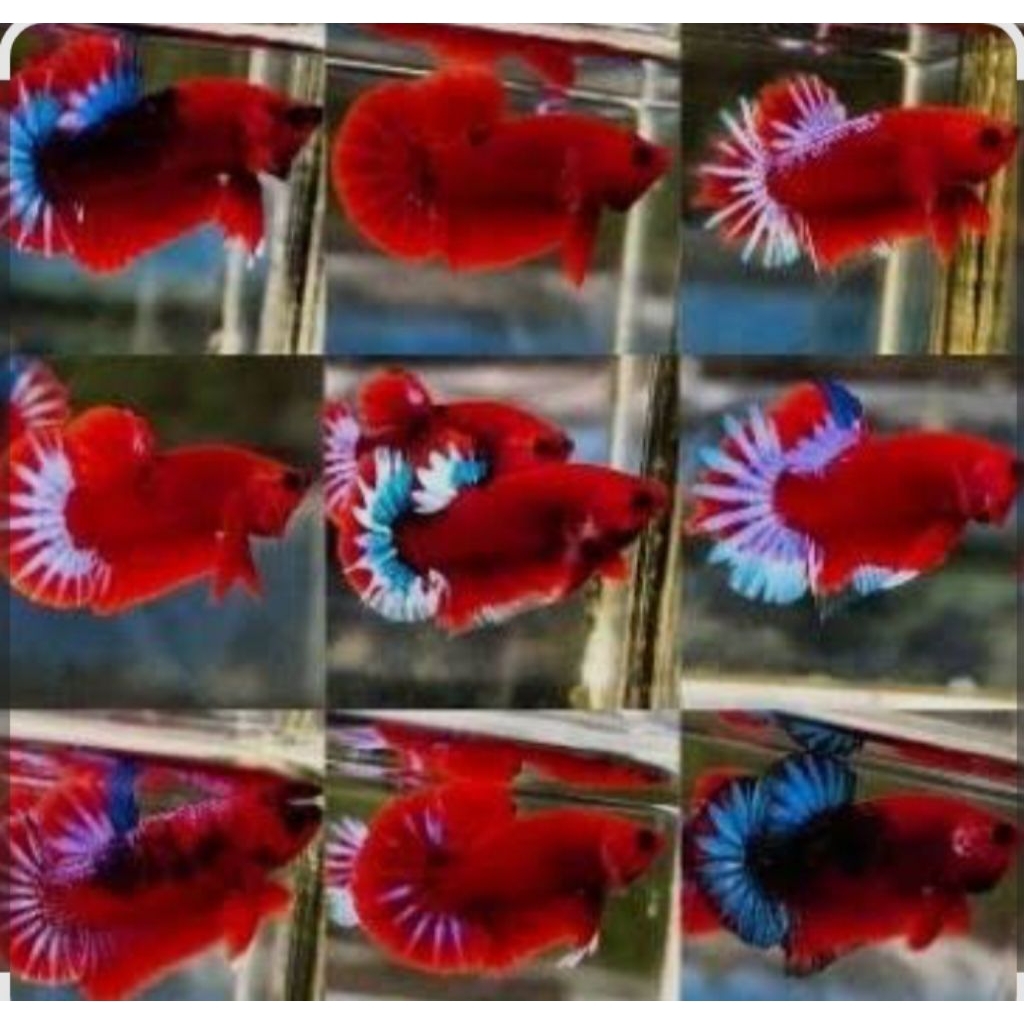 (COD) Cupang plakat Hellboy bold