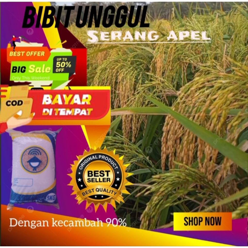 BENIH PADI SERANG APEL ISI 5KG BIBIT UNGGUL