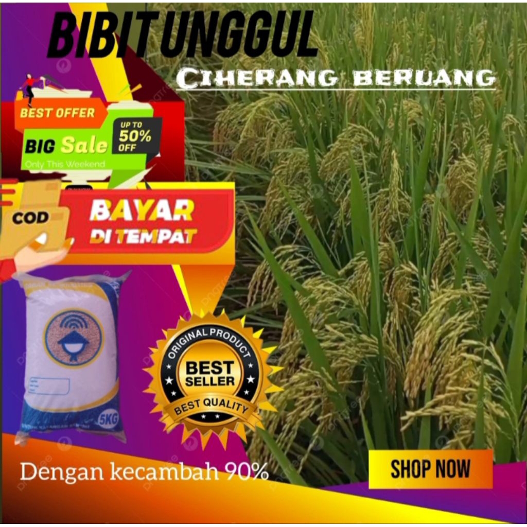 bibit padi ciherang beruang isi 5kg