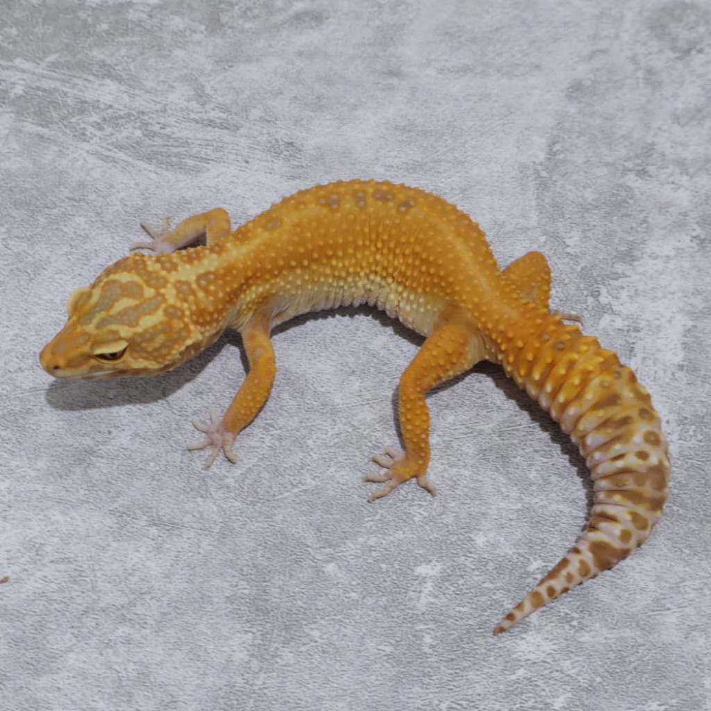 Figur Gecko Tremper