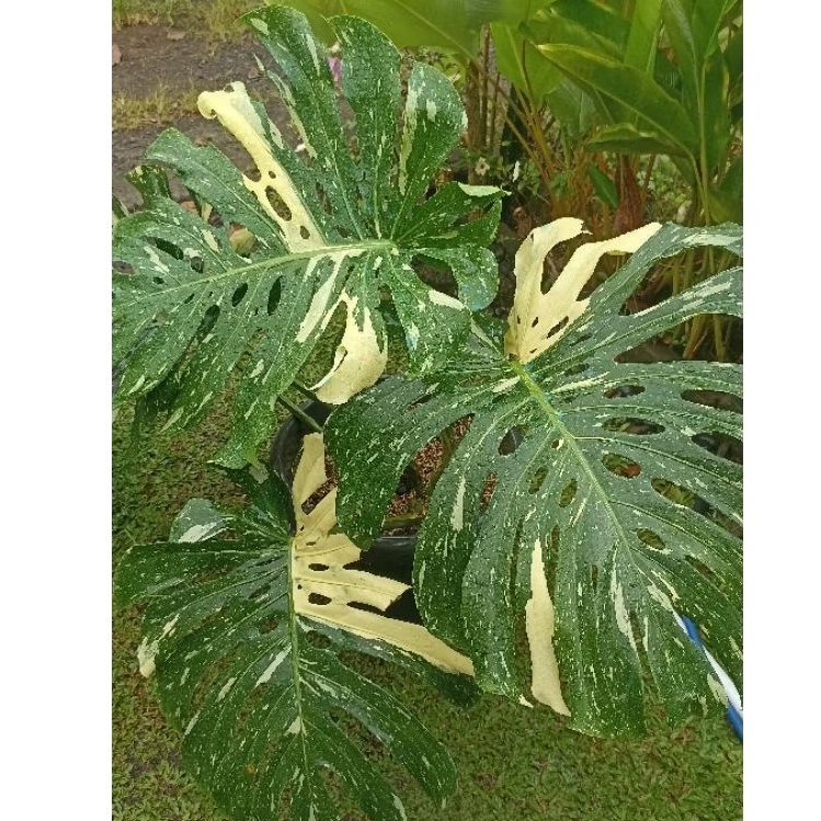 monstera thai constellation
