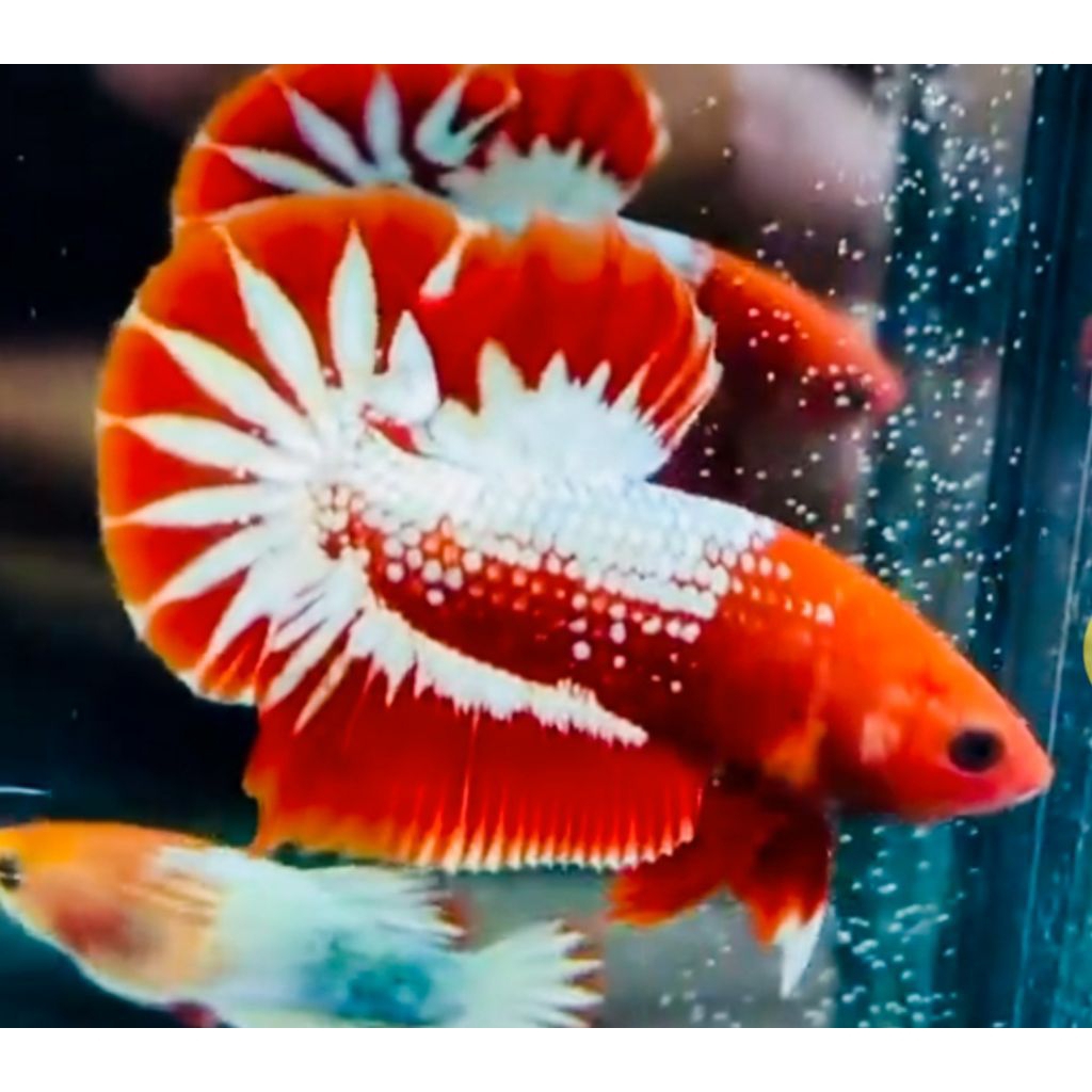 HIASAN AQUARIUM SEPASANG VVIP CUPANG RED FCCP BIGSTARTAIL