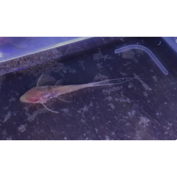 Pleco L155 adonis albino ukuran 5-6cmcm (ACANTHICUS ADONIS)