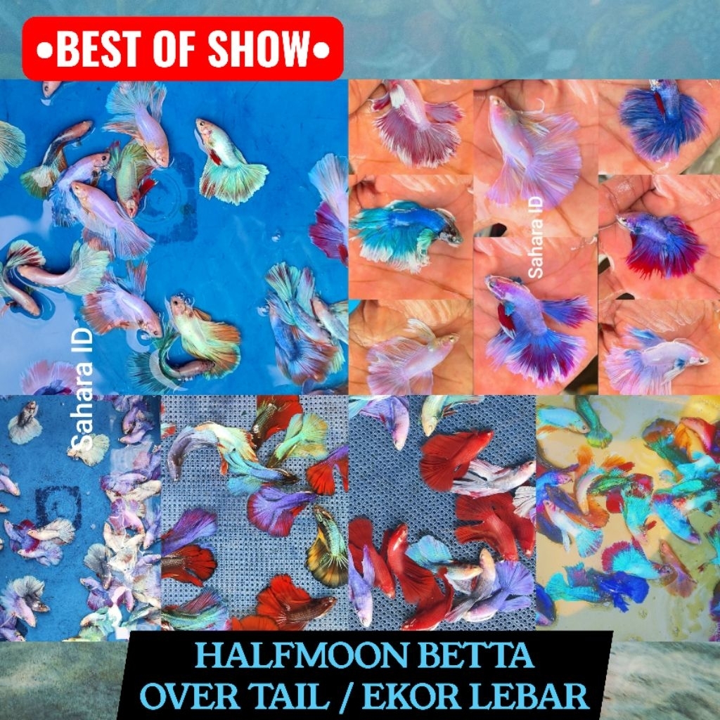 PAKET GROSIR 12 EKOR HALFMOON SIZE M-L BERGARANSI 100% | GROSIR CUPANG HM | CUPANG HM MURAH | GROSIR