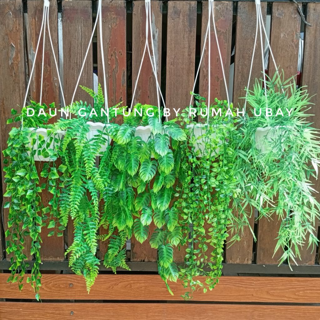 Bunga juntai pot gantung / Daun gantung / Bunga gantung
