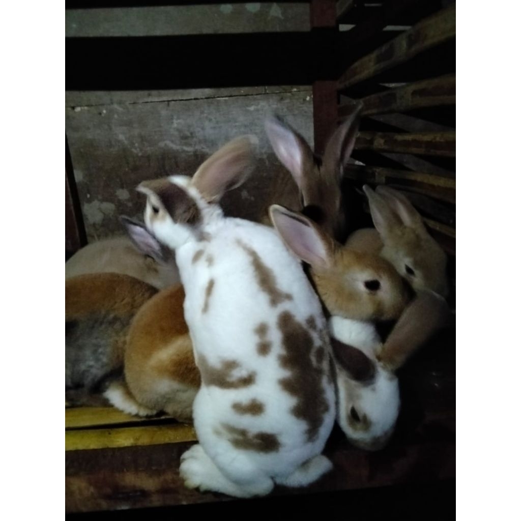 kelinci rex bulu karpet ras murni