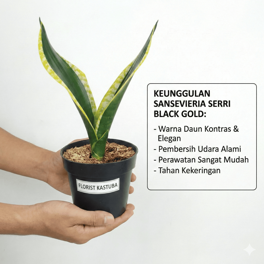 Tanaman Sansevieria Black Gold Tanaman Hias Lidah Mertua Indoor Penyerap Polusi - Florist Kastuba