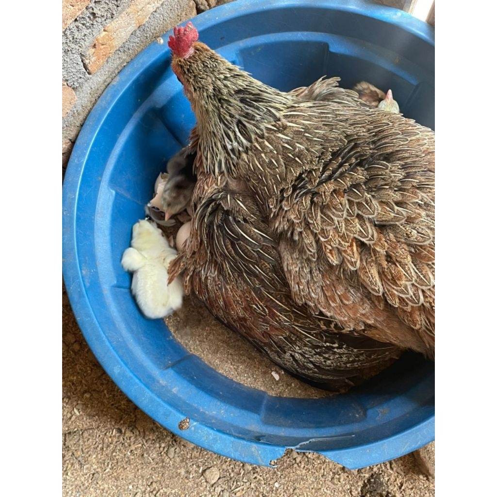 Telur Ayam Fertil PAMA SHAIKON