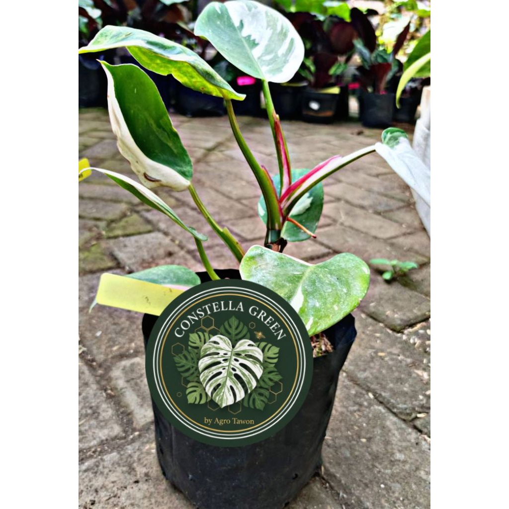 [TRICOLOR] Philodendron White Princess – Philo Varigata Putih & Pink, Tanaman Hias Koleksi Langka Ak