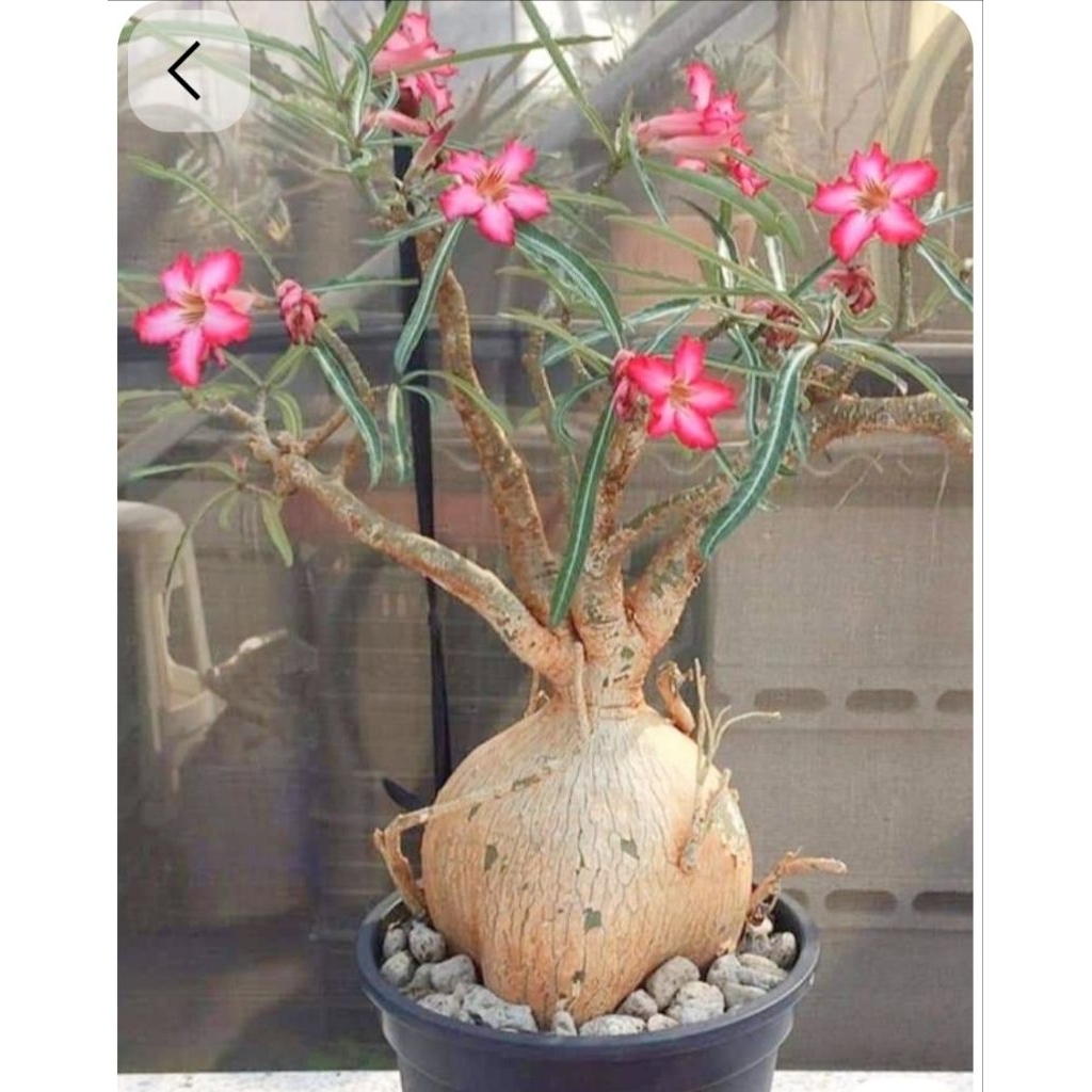 BIJI Adenium Somalense var Nova Tanzania
