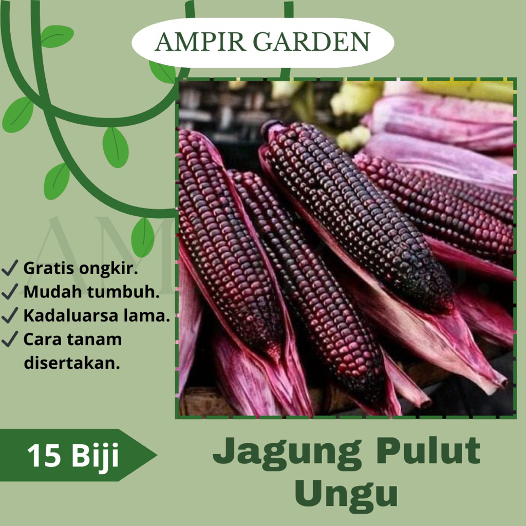 15 Biji Benih JAGUNG PULUT UNGU / Jagung Ungu Bibit Sayuran