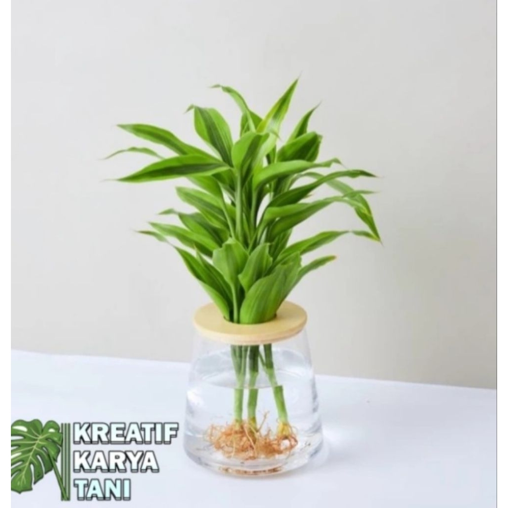 PROMO(BISA COD) Tanaman hias Yang Bisa Hidup Di Air Bambu hoki Sri Rejeki Golden / Tanaman Hias Sri 