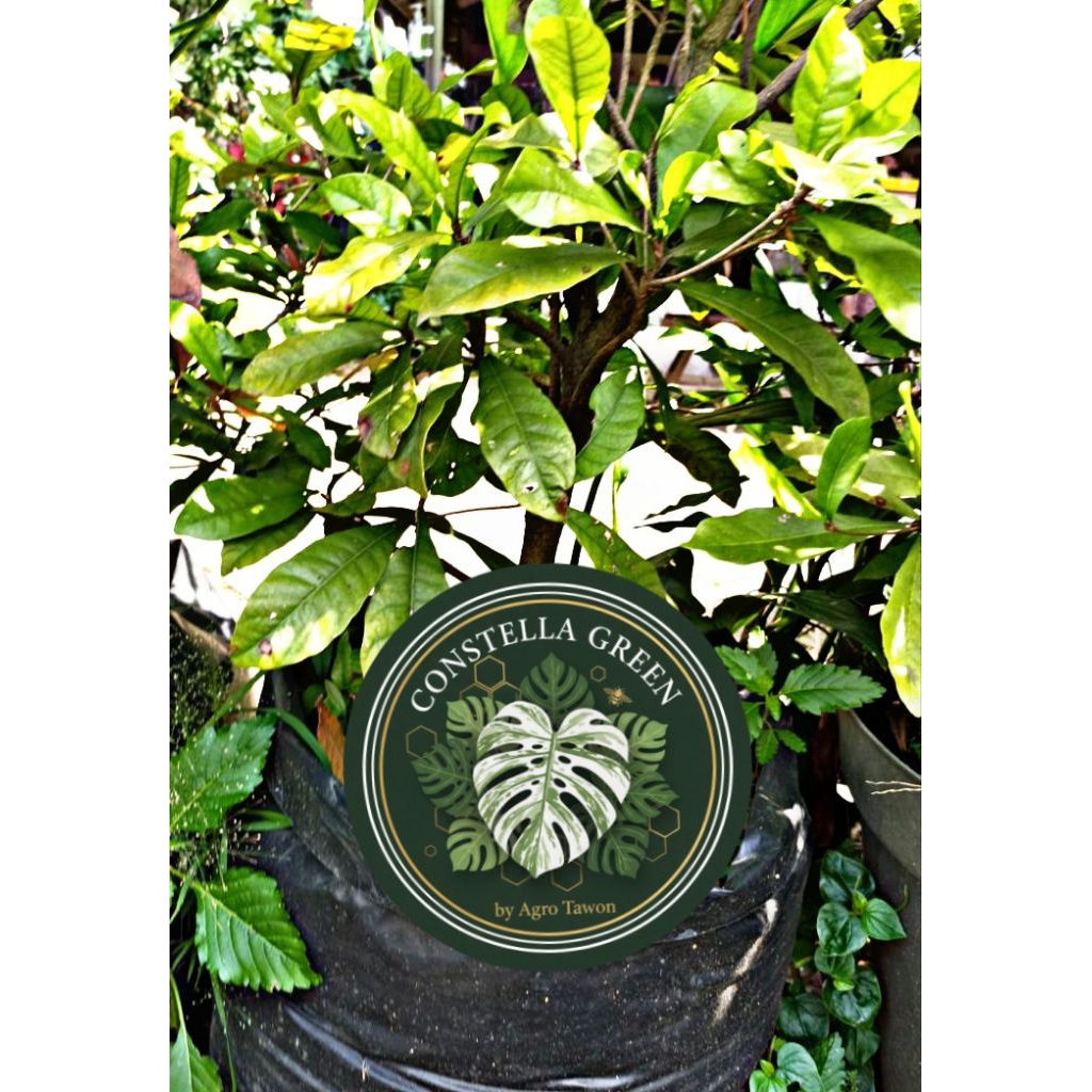 [WANGI SEMERBAK] Ceplok Piring / Kaca Piring – Gardenia Jasminoides, Tanaman Hias Bunga Putih Harum 